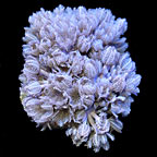ORA® Aquacultured Pom Pom Xenia Coral